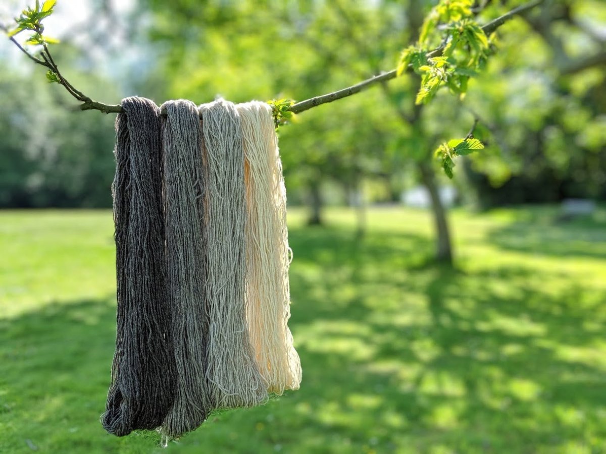 2 FILS - Hampshire / Toisons Bretonnes Ecru - Les Toisons Bretonnes