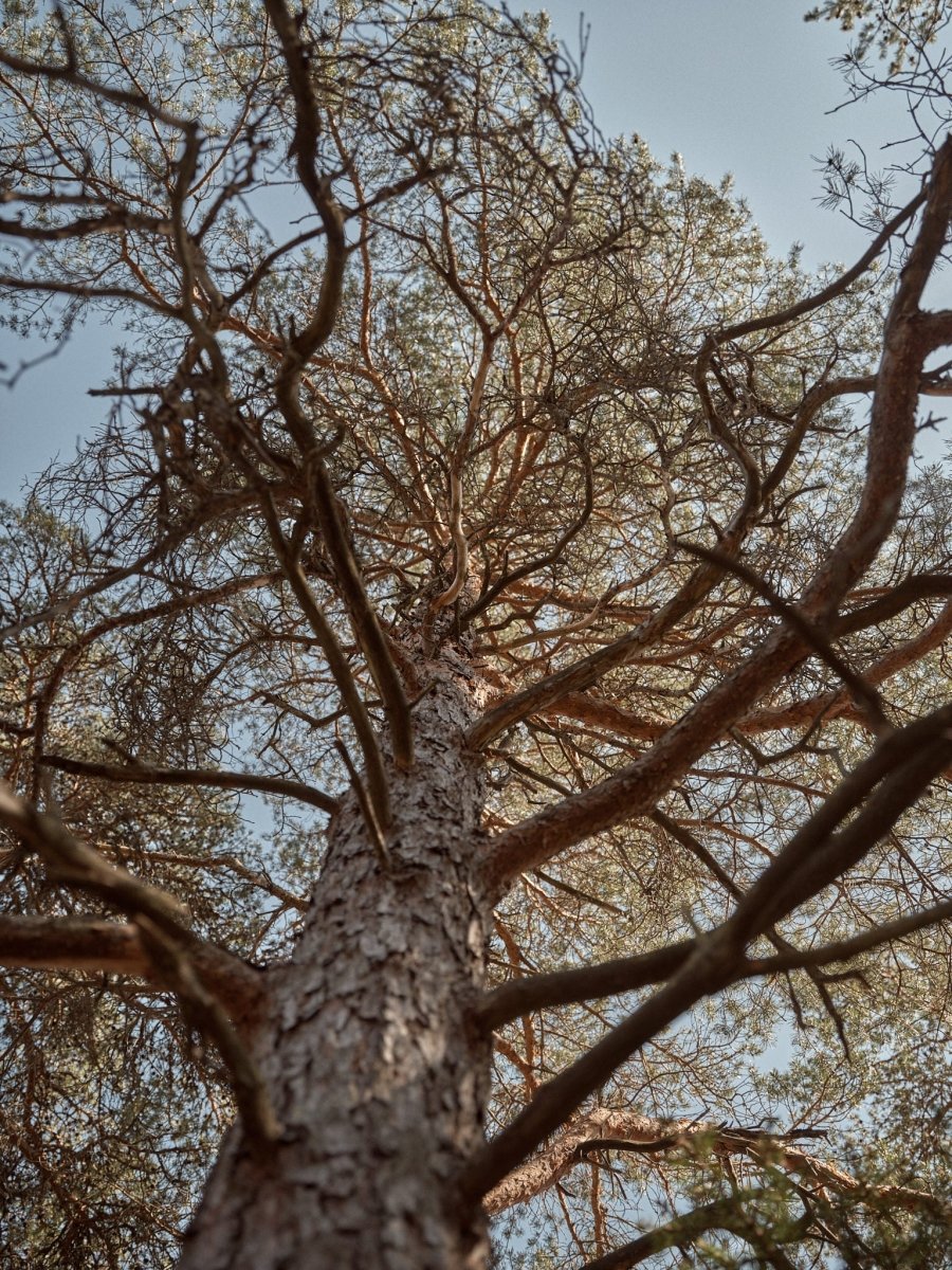 LAINE MAGAZINE ISSUE 18 - Laine Magazine