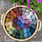 Acer BRITISH BREEDS - Marie Wallin