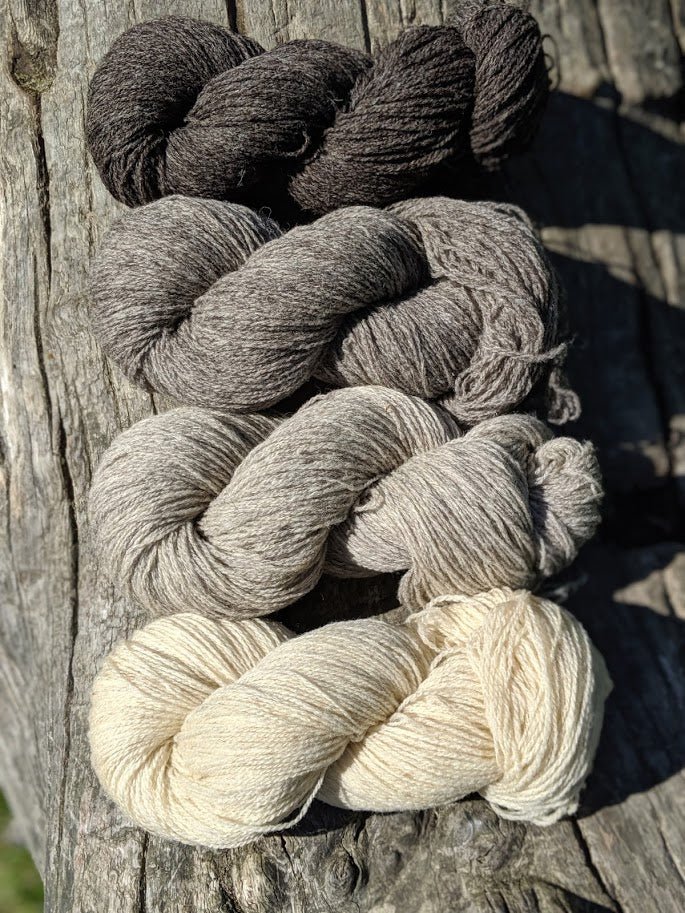 2 FILS - Hampshire / Toisons Bretonnes Ecru - Les Toisons Bretonnes