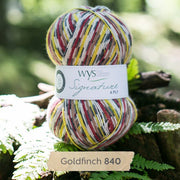 840 - Goldfinch SIGNATURE 4PLY - COUNTRY BIRDS - West Yorkshire Spinners